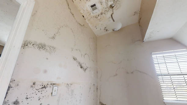 Best Basement Mold Removal  in Dawson, MN