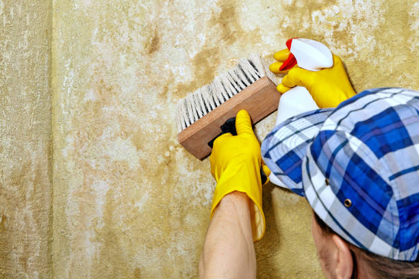 Best Water Damage & Mold Remediation  in Dawson, MN
