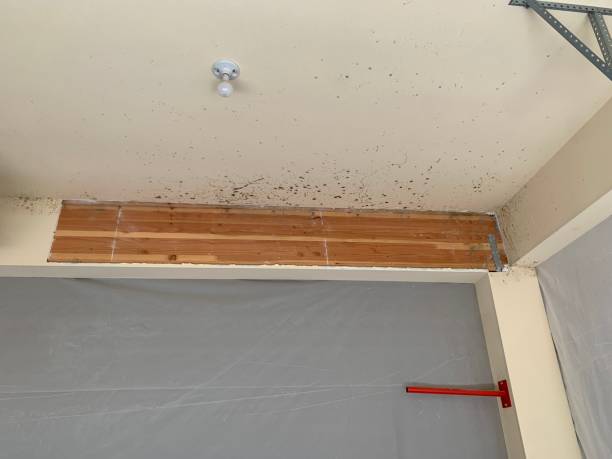 Best Biohazard Mold Removal  in Dawson, MN
