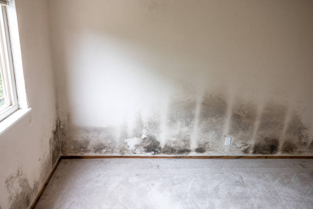 Mold Remediation for Vacation Homes in Dawson, MN